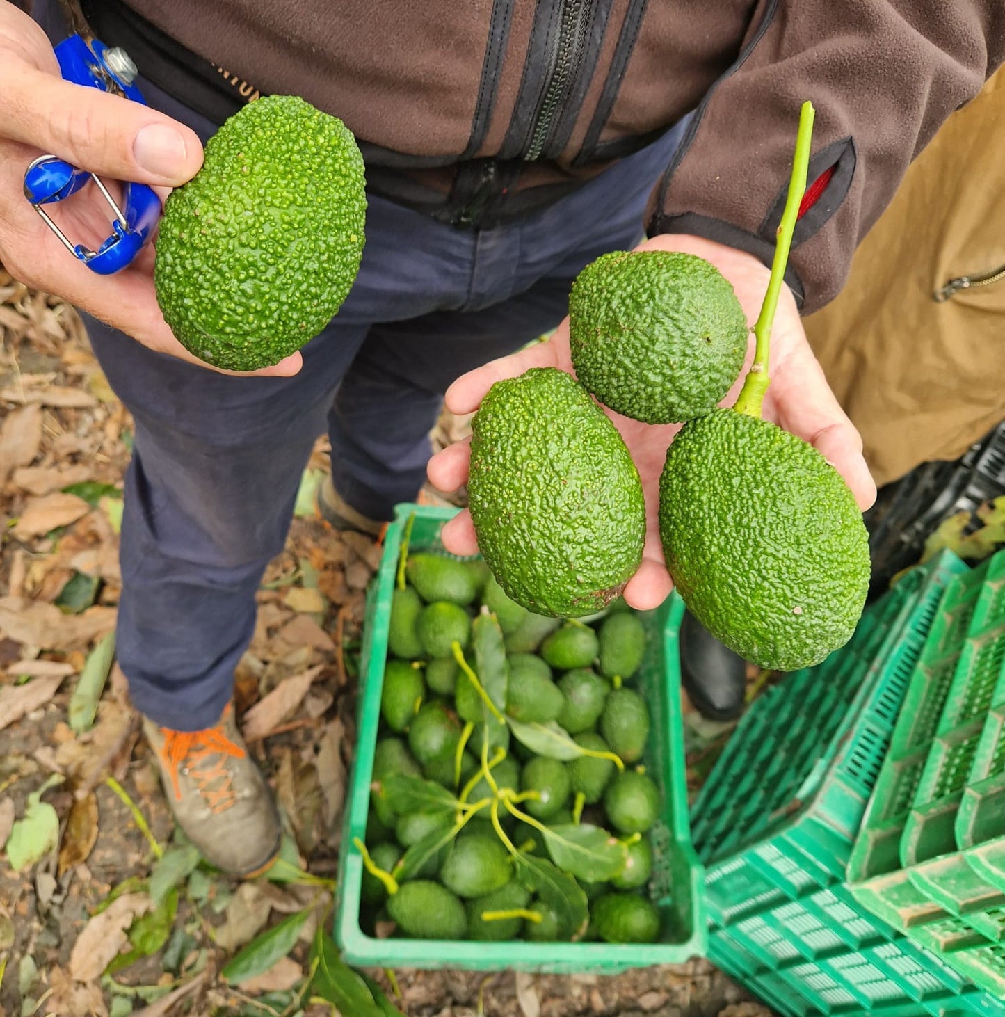 Aguacates hass acabados de recoger en el campo