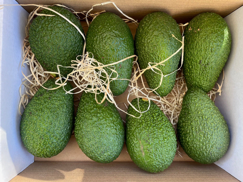 caja de 8 aguacates hass
