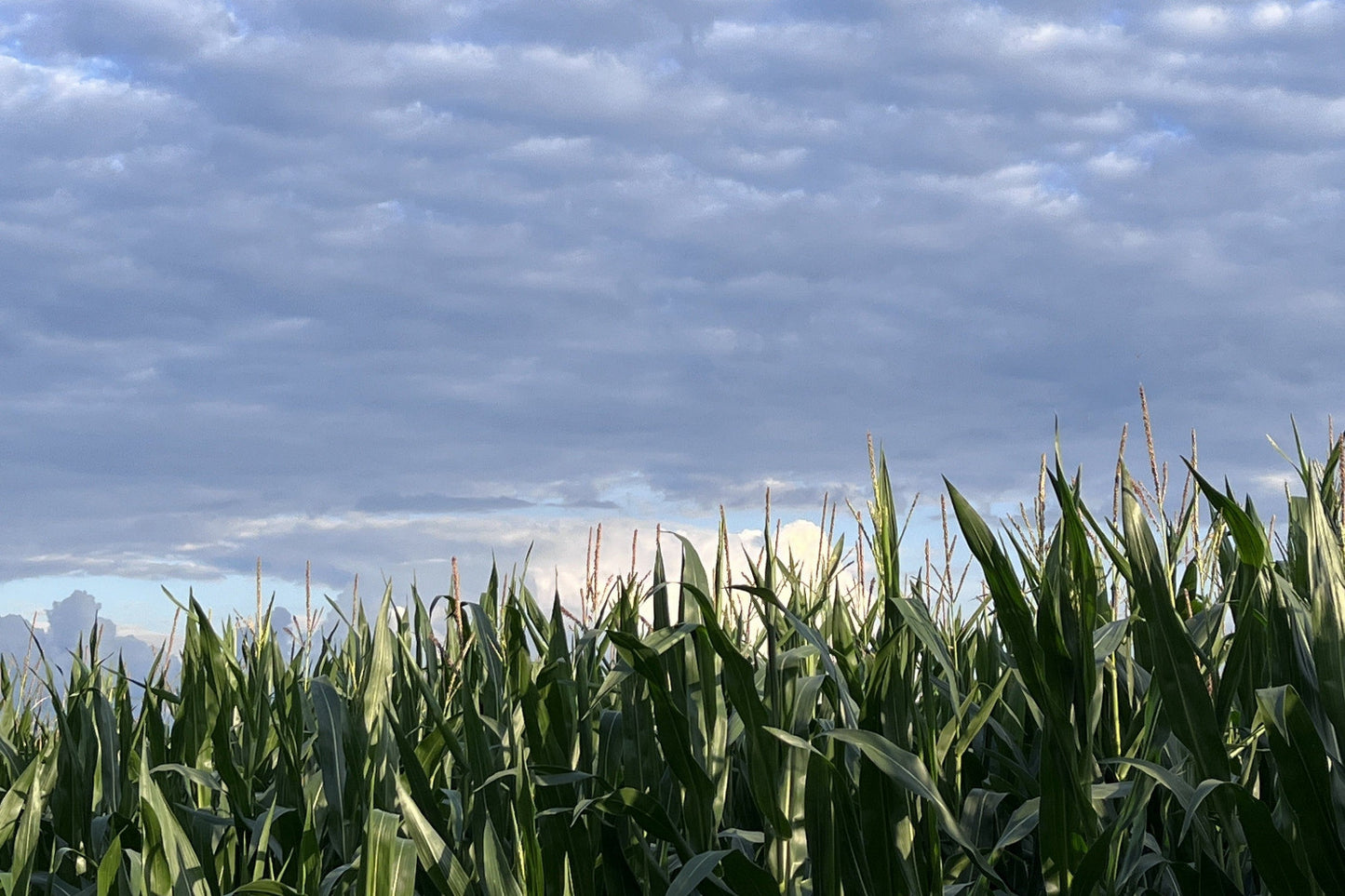 maiz el cielo emborregado